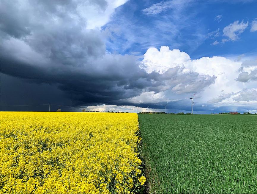 Bild 1 Abschlussarbeit (Bachelor oder Master) Pflanzenbau/Agrarwissenschaften