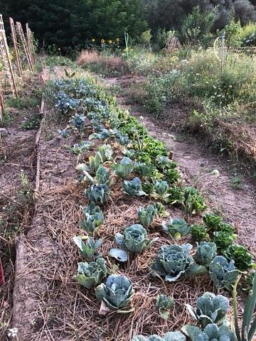 Bild 5 🪷 PARADIES-FARM SUCHT HELFER'INNEN IM GRÜNEN, WARMEN ANDALUSIEN 🪷