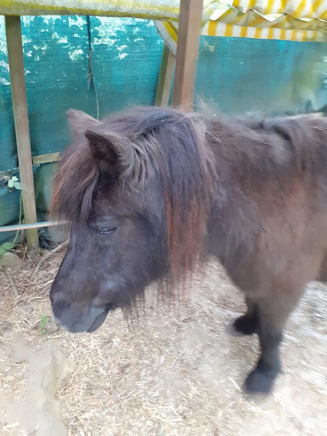 Bild 2 Reitbeteiligung auf Isländer