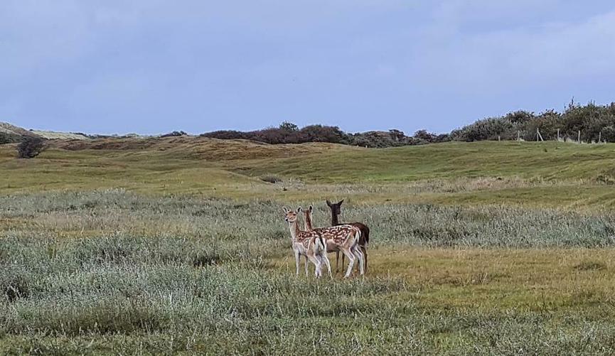 Bild 14 4P. Feha zum mieten, Zeeland, Niederlande, sehr strandnah