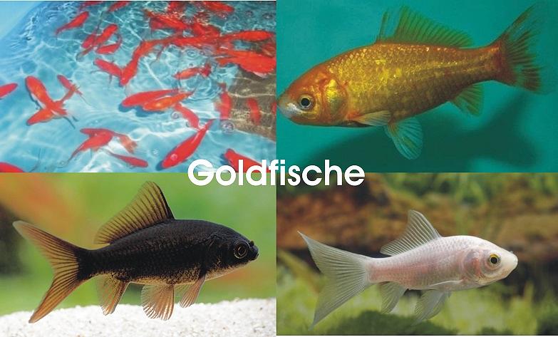 Bild 4 Koi,Teichfische,Biotopfische,Goldfische uvm. // Fischfarm Eske