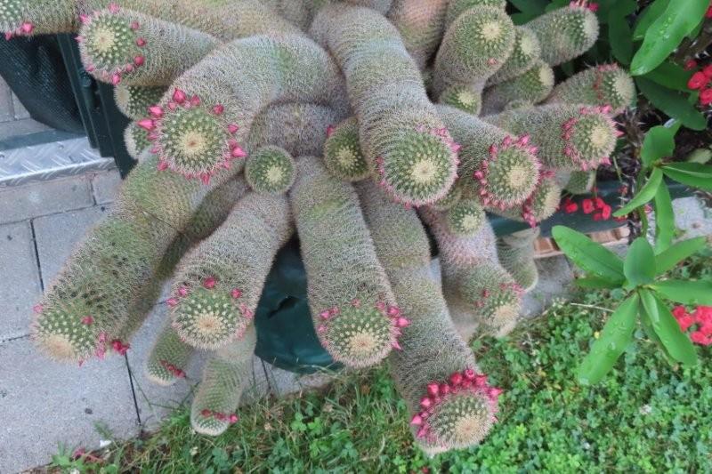 Bild 2 Mammillaria backebergiana
