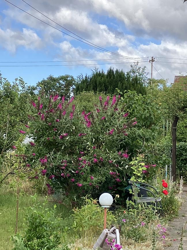 Bild 8 Garten zu verschenken