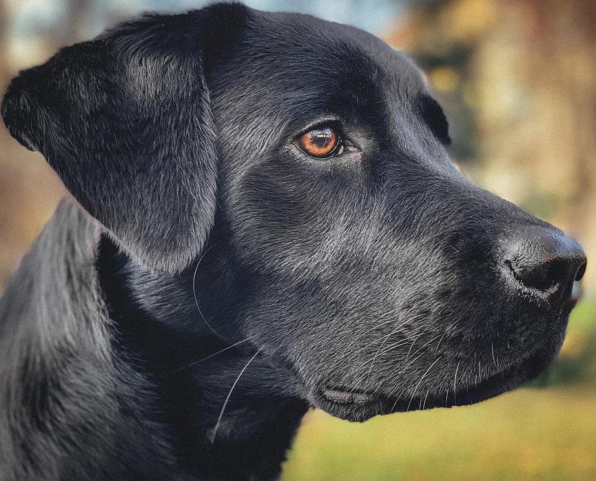 Bild 1 variable Hundebetreuung gesucht