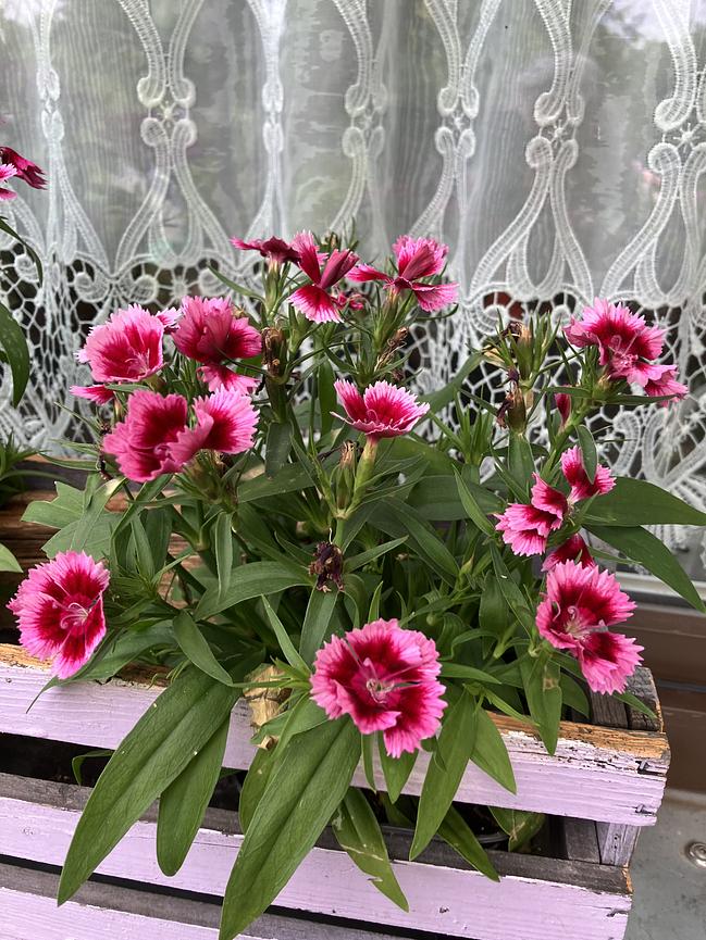 Bild 3 Garten zu verschenken