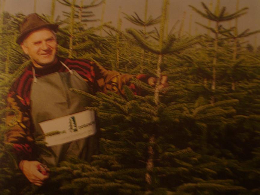 Bild 1 Jobangebot: Weihnachtsbaumverkäufer/in in Machern