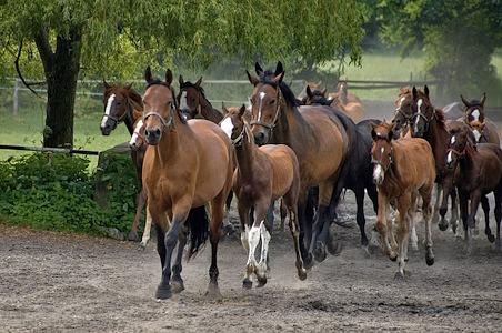 Bild 2 Berufserfahrener Pferdepfleger nach  31634   Klein Varlingen gesucht