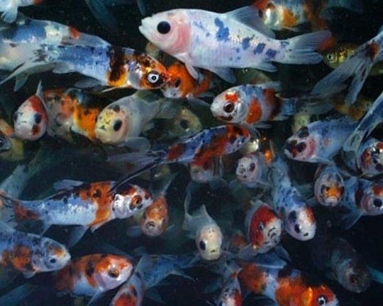Bild 13 Koi,Teichfische,Biotopfische,Goldfische uvm. // Fischfarm Eske
