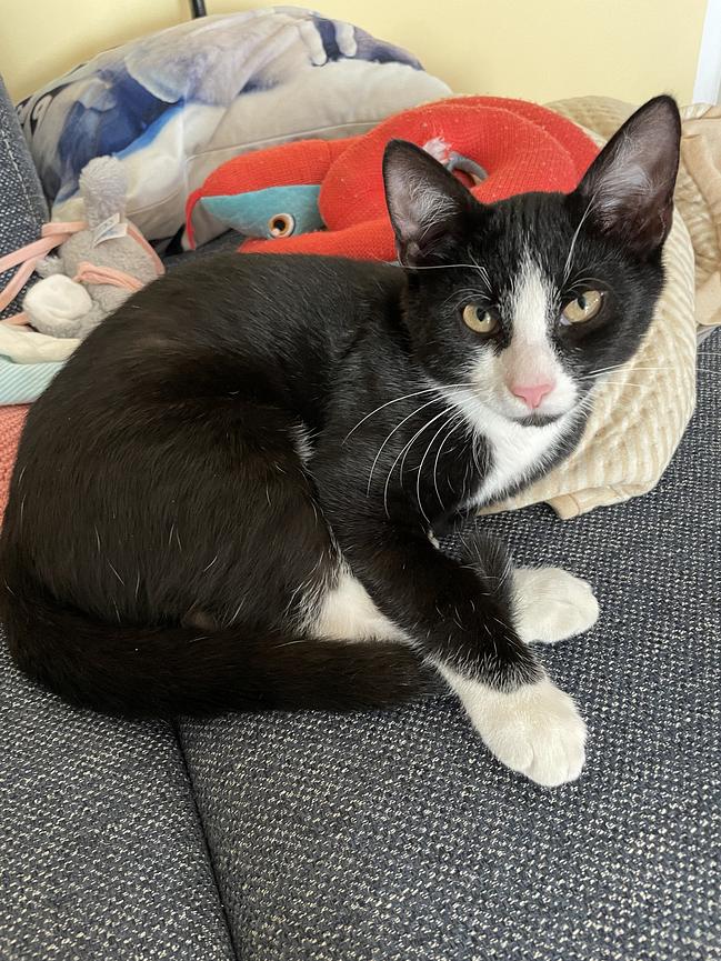Bild 2 Freigänger-Katerbaby sucht neues zu Hause