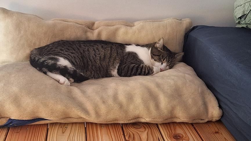 Bild 3 Unterstützung für unser Rudel gesucht