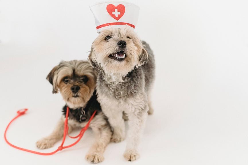 dsb studentische hilfskraft m w d veterinarmedizin