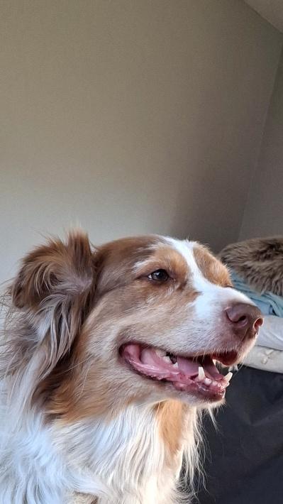 Bild 1 Hundefreunde aufgepasst!!!
