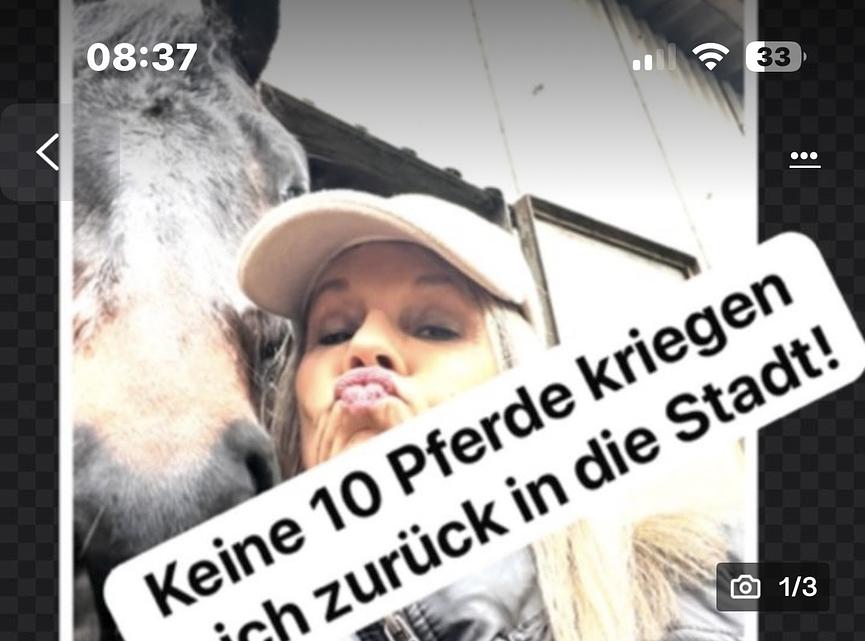 Bild 1 Keine 10 Pferde…