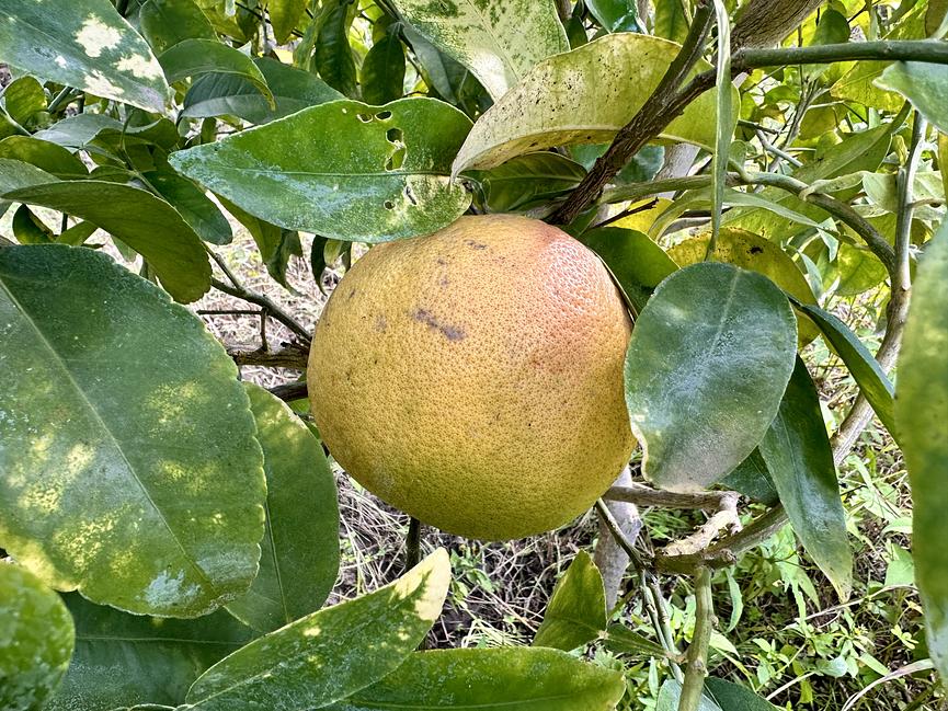 Bild 15 🪷 PARADIES-FARM SUCHT HELFER'INNEN IM GRÜNEN, WARMEN ANDALUSIEN 🪷