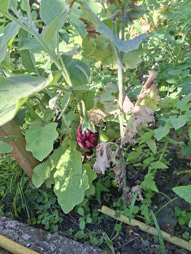 Bild 1 Hilfe im Garten gesucht?