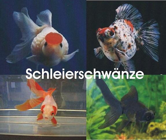 Bild 6 Koi,Teichfische,Biotopfische,Goldfische uvm. // Fischfarm Eske