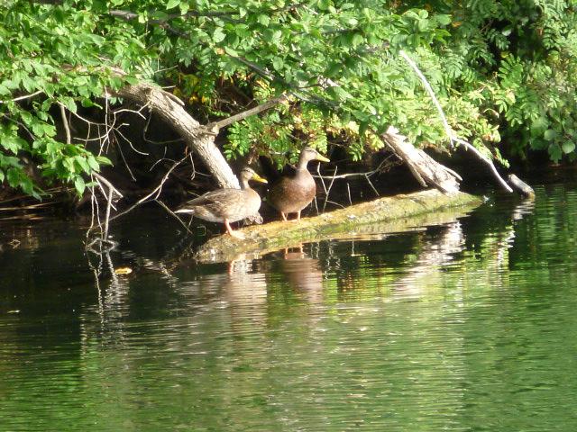 Bild 21 Urlaub Ferienhaus Bungalow Ferienwohnung in Carwitz am See Feldberger Seenplatte