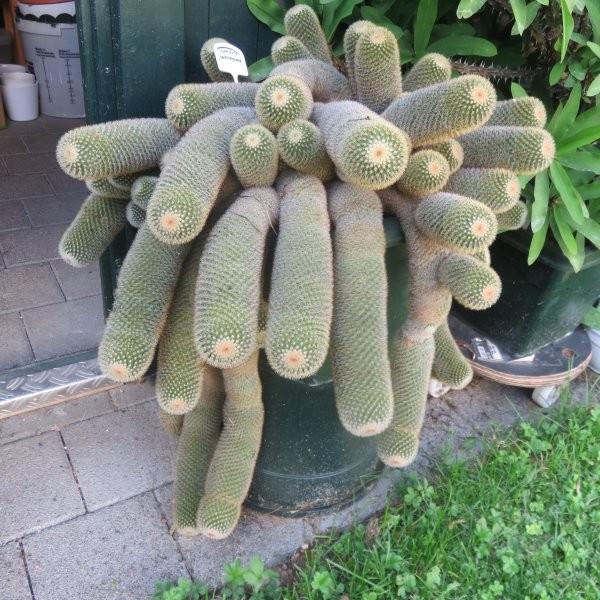 Bild 1 Mammillaria backebergiana