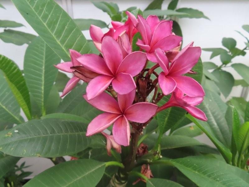 Bild 3 Tempelbaum Plumeria / Frangipani