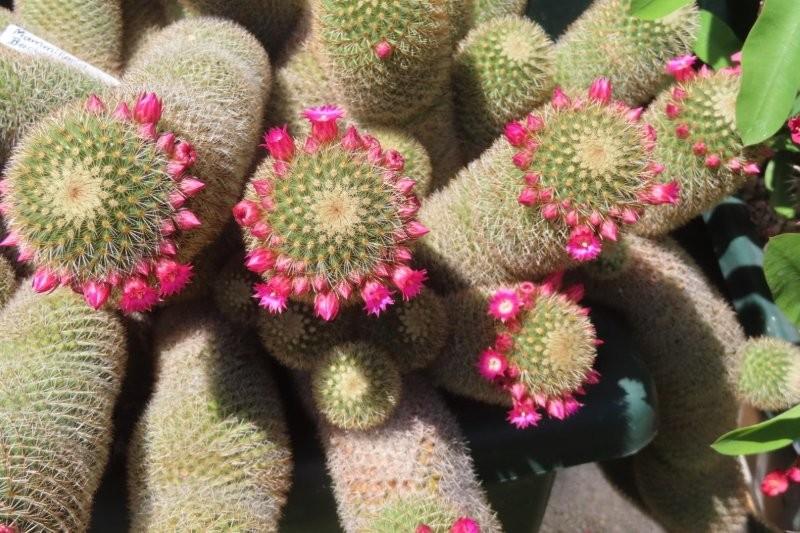 Bild 3 Mammillaria backebergiana