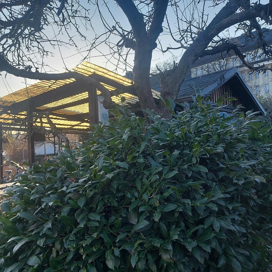 Bild 3 Garten in Striesen abzugeben