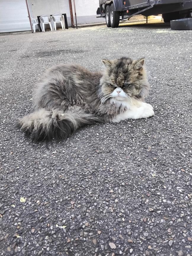 Bild 3 Perserkatze Lily gesucht