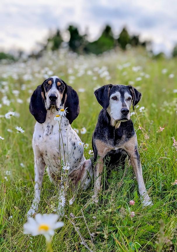 Bild 1 Urlaub im Haus mit Garten + Auto gegen zuverlässige Betreuung unserer 2 Hunde 🐾