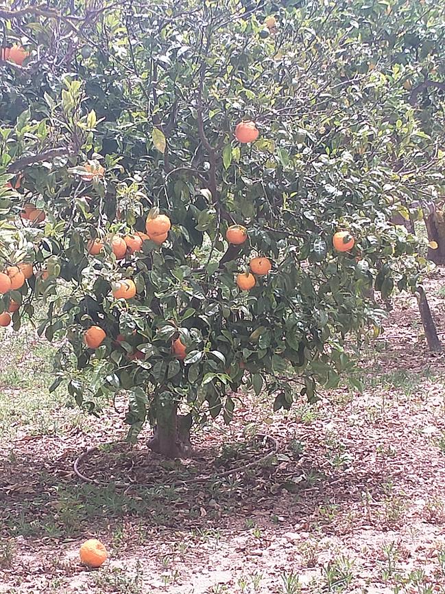 Bild 2 Wandern zur Mandelblüte auf Mallorca für Frauen