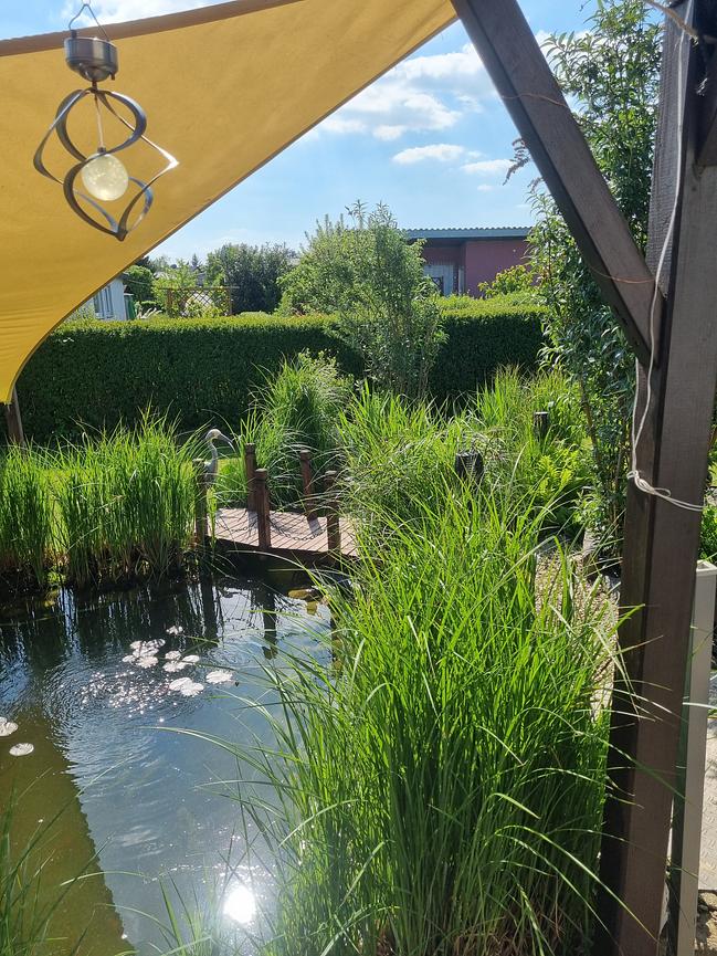 Bild 5 Verkaufe Kleingarten in Taucha mit Pool und Teich