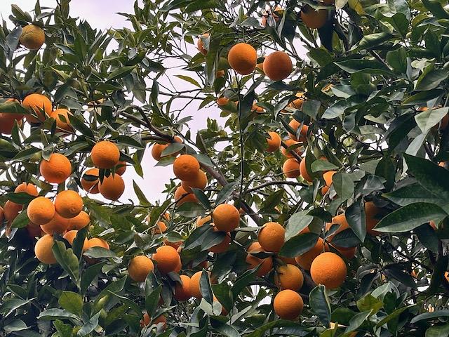 Bild 14 🪷 PARADIES-FARM SUCHT HELFER'INNEN IM GRÜNEN, WARMEN ANDALUSIEN 🪷