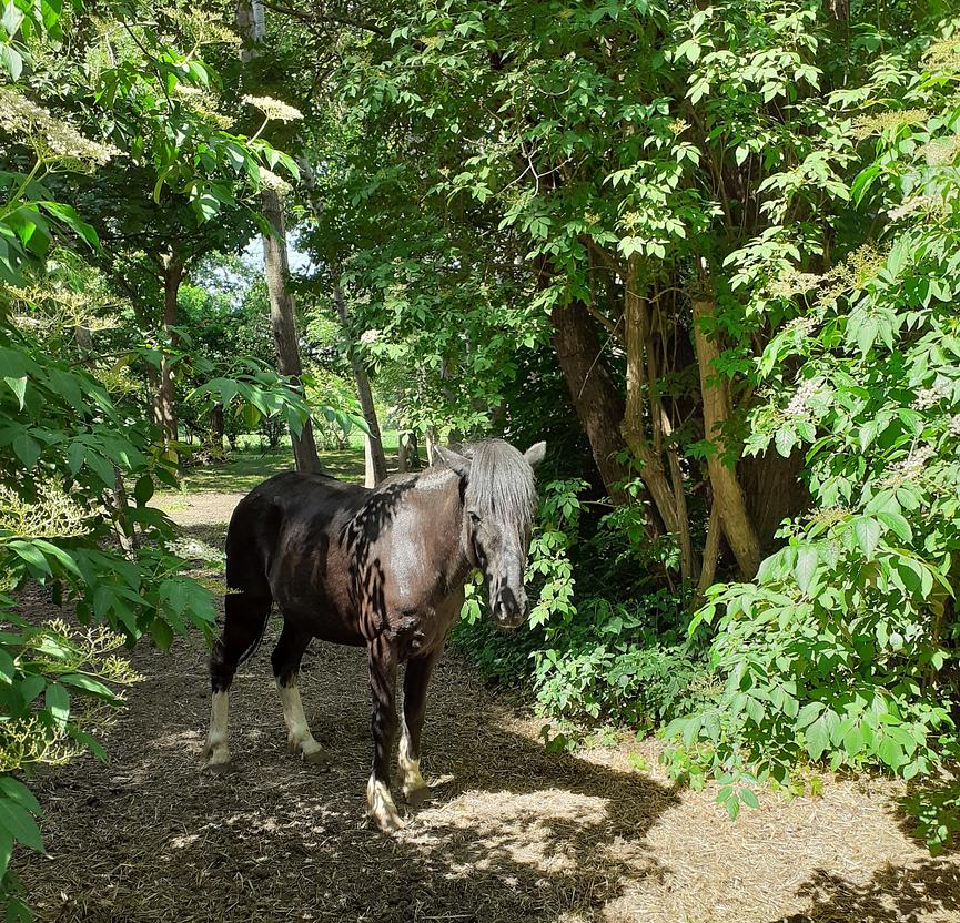 Bild 3 Reitbeteiligung auf Isländer