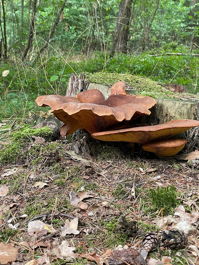 Bild 44 WER ERHOLUNG IN DER NATUR SUCHT, IST HIER GENAU RICHTIG