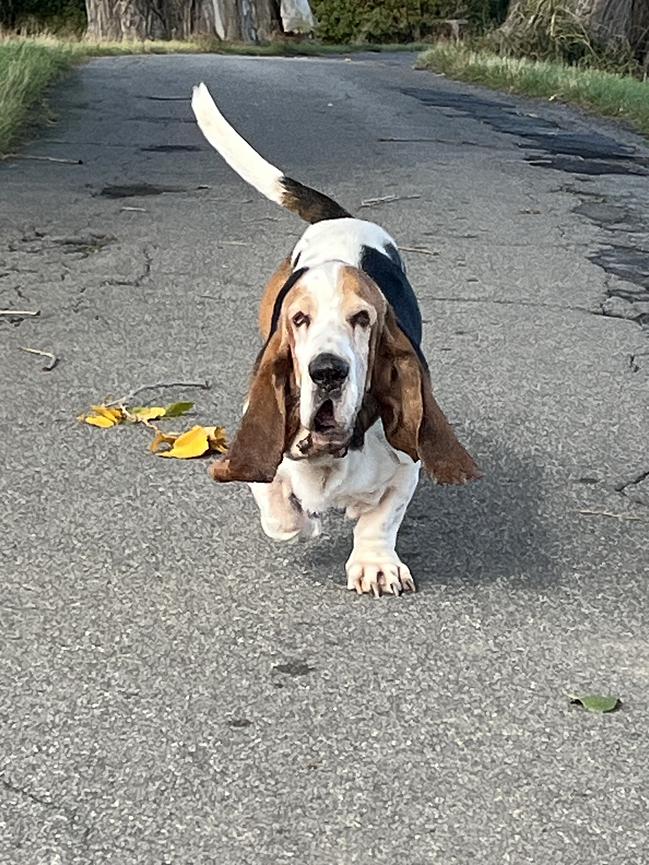Bild 1 Urlaub Hundebetreuung