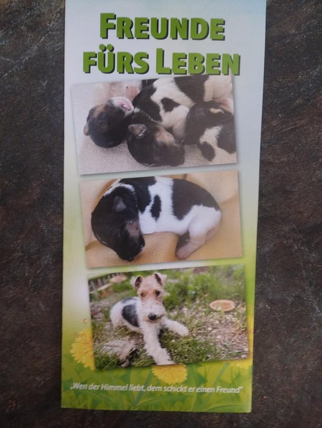 Bild 1 2. VDH-Wurf vom Zwinger "vom Meißner Rebenhang" - Drahthaar-Foxterrier