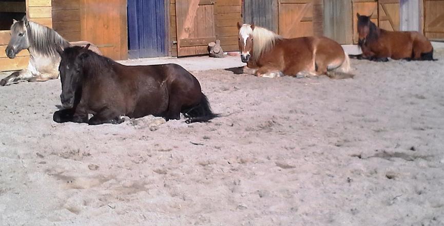 Bild 2 Zimmer in Leipzig Leben & Arbeiten auf kleiner Pferdefarm