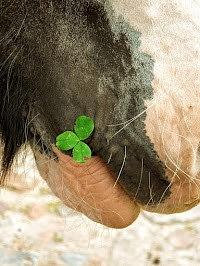 Bild 1 Tierkommunikation