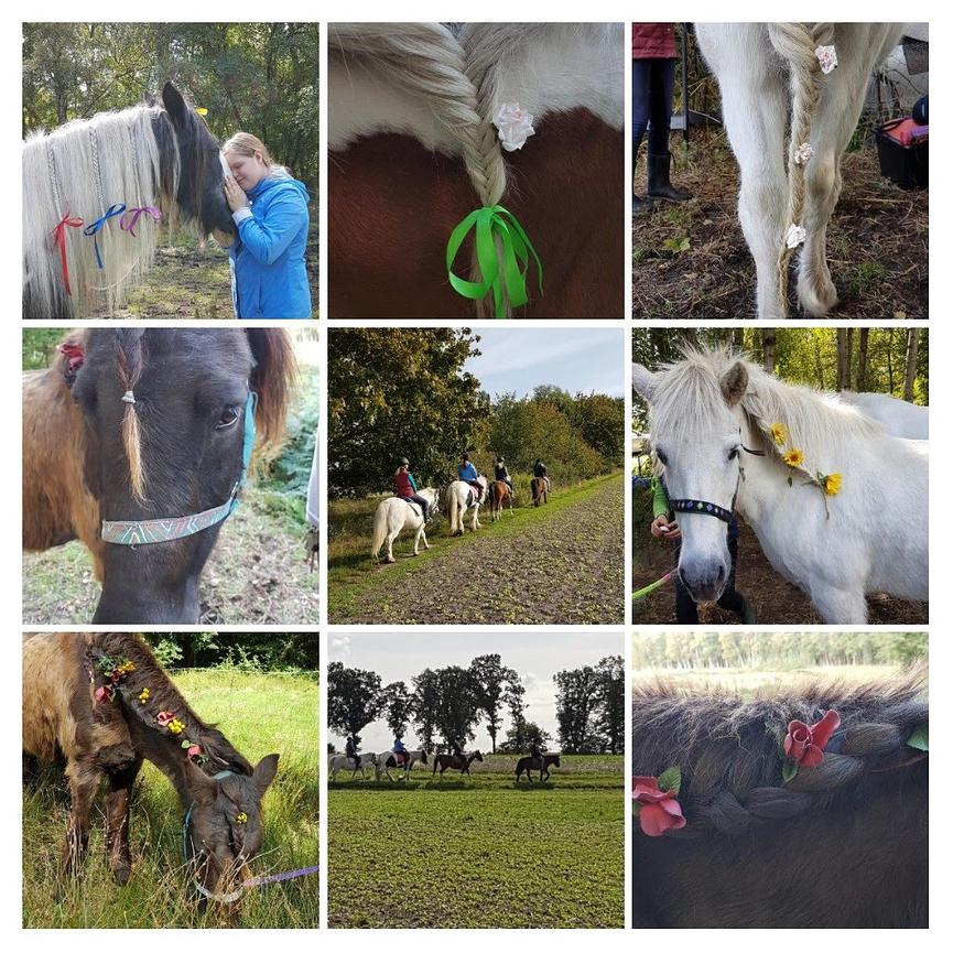 Bild 4 Reitbeteiligung auf Isländer