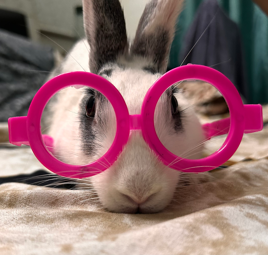 Bild 2 Kaninchenbetreuung angeboten