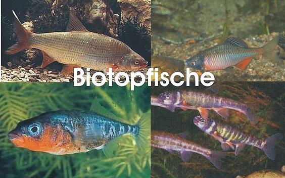 Bild 8 Koi,Teichfische,Biotopfische,Goldfische uvm. // Fischfarm Eske