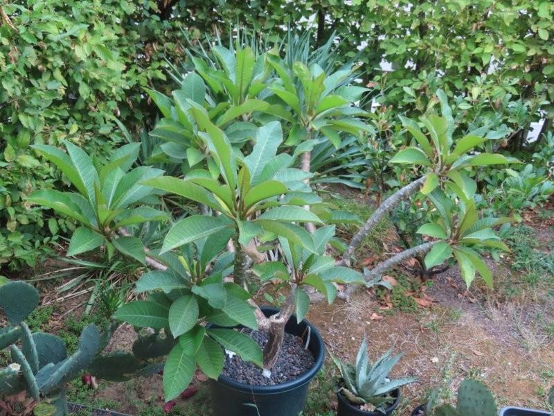 Bild 2 Tempelbaum Plumeria / Frangipani