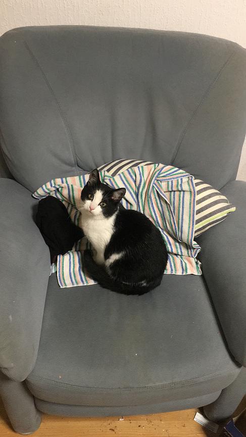 Bild 4 Katze entlaufen - vermisst 