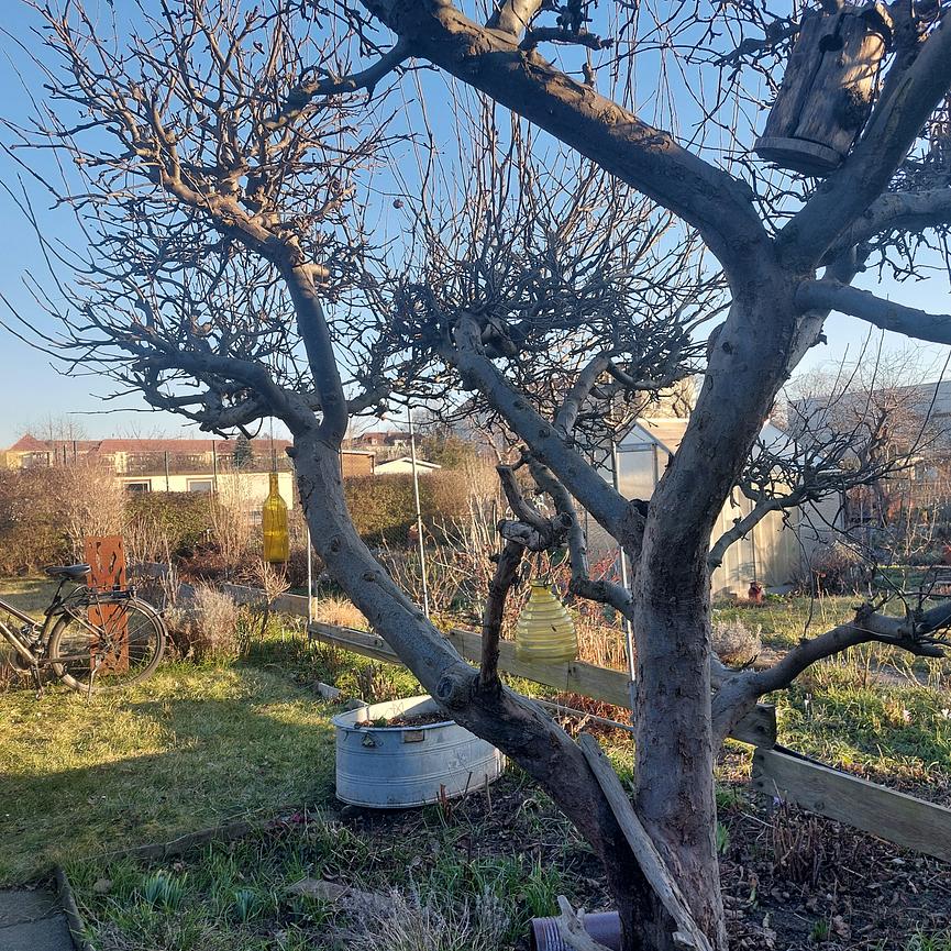 Bild 4 Garten in Striesen abzugeben