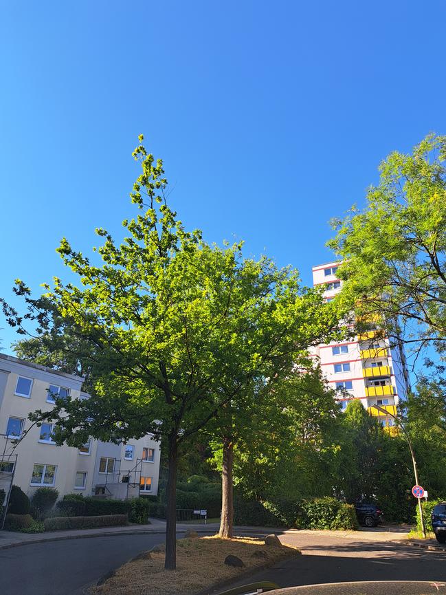 Bild 1 2 Zimmer, 45m2 in Harburg zu vermieten