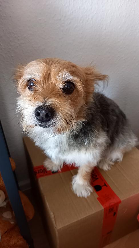 Bild 1 suche Zimmer in einer Notlage für mich und meinen Hund