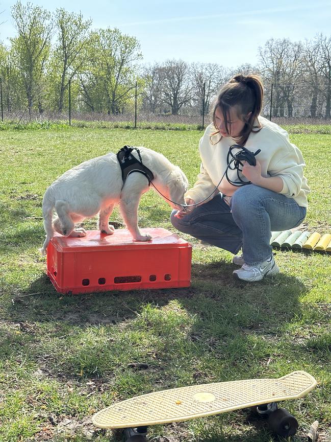 Bild 3 Hundeschule und Hundepension für Berlin und Brandenburg