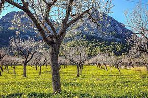 Bild 2 Reisepartner/in zur Mandelblüte auf Mallorca gesucht