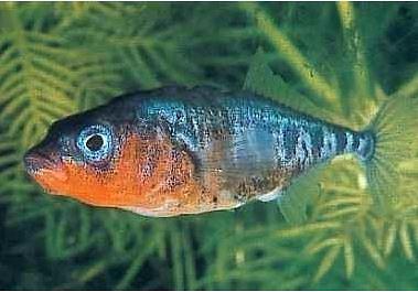 Bild 12 Koi,Teichfische,Biotopfische,Goldfische uvm. // Fischfarm Eske