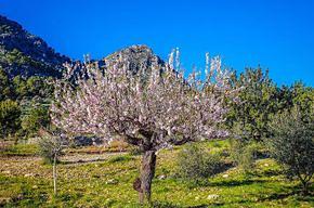 Bild 1 Reisepartner/in zur Mandelblüte auf Mallorca gesucht