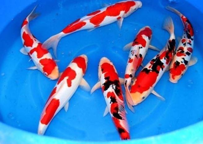 Bild 2 Koi,Teichfische,Biotopfische,Goldfische uvm. // Fischfarm Eske