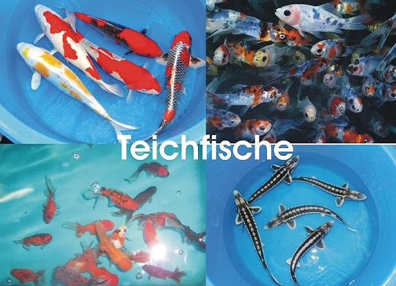 Bild 3 Koi,Teichfische,Biotopfische,Goldfische uvm. // Fischfarm Eske